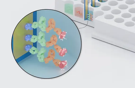 Antibody Quantification