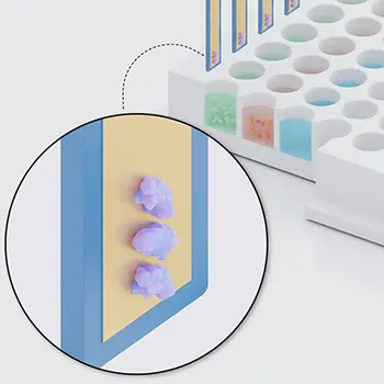 Antibody Protein A